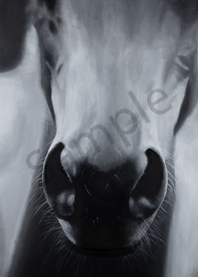 Horse, whiskers, animals, farm animals, horse nose, horse art, gray, grey, grayscale, black, white