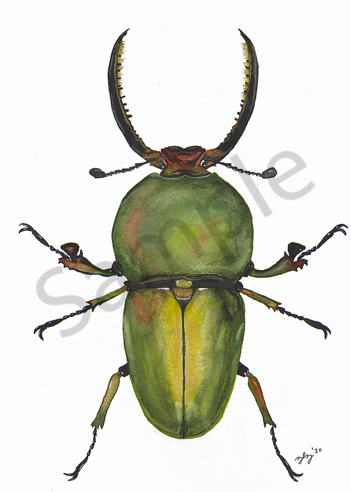 Beetle 2 Art | Cincy Artwork