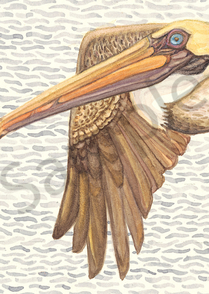 Flying Brown Pelican reproduction of original watercolor by Judy Boyd