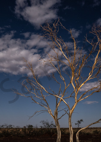 Ghost Gum  Photography Art | Tolowa Gallery