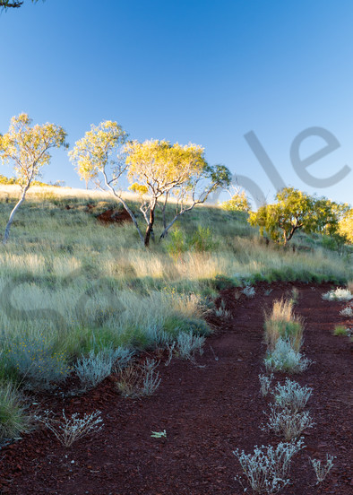 Pilbara Track Photography Art | Tolowa Gallery