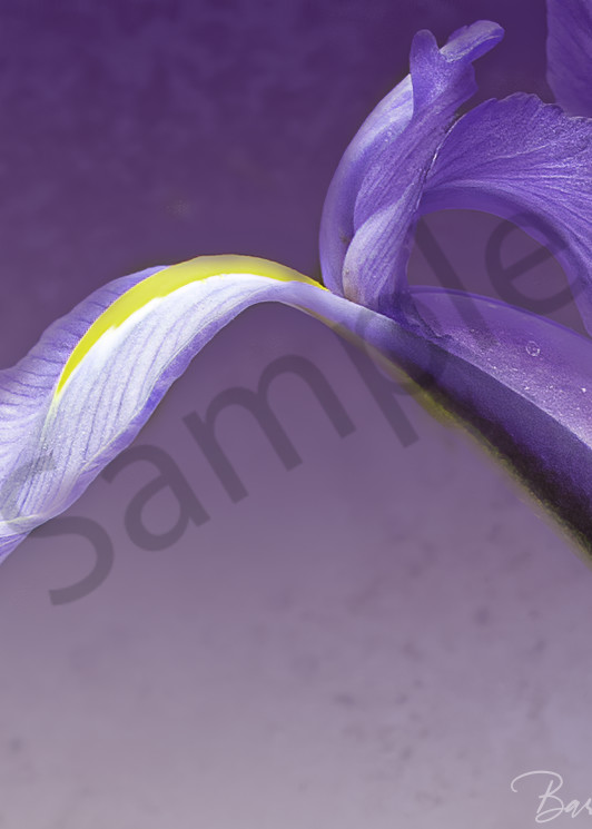 Flowing Purple Iris Close Up Fine Art Photo