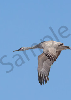 Sandhill Crane Flight   Wide Photography Art | Barb Gonzalez Photography