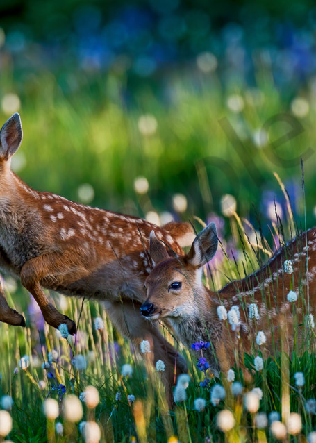 Deer fawns playing among wildflowers.