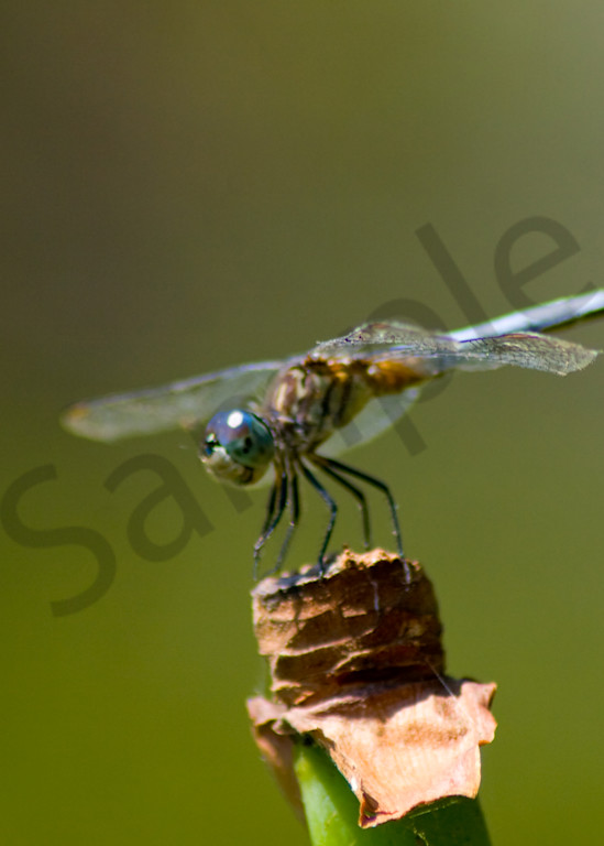 Blue Dragonfly Photography Art | It's Your World - Enjoy!