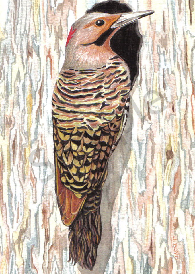 Northern Flicker: Fine art reproduction of original painting by Judy Boyd Watercolors