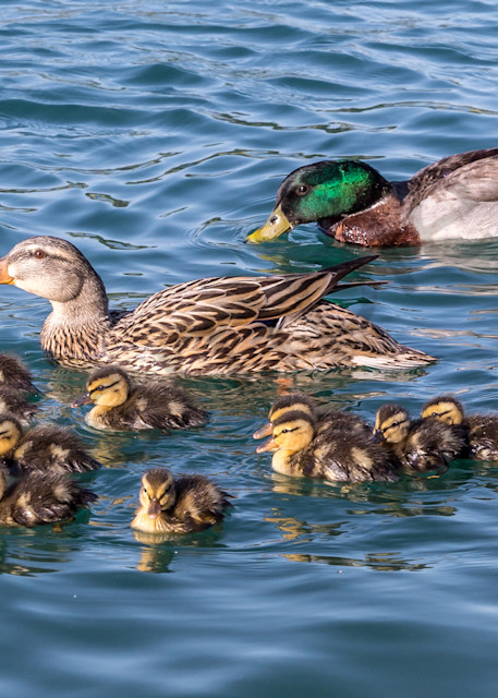 Mallard family with 11 ducklings