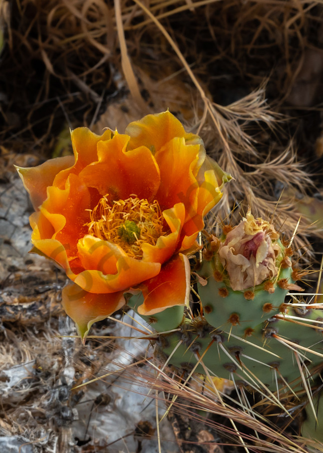 Orange Prickly Pear Cactus Blossom