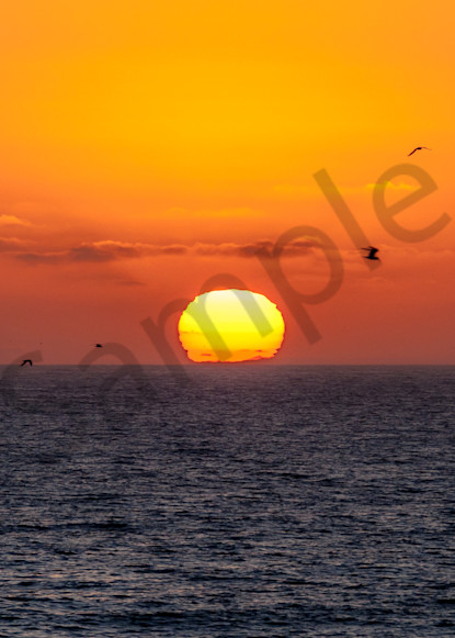 Sunset bird silhouettes ocean