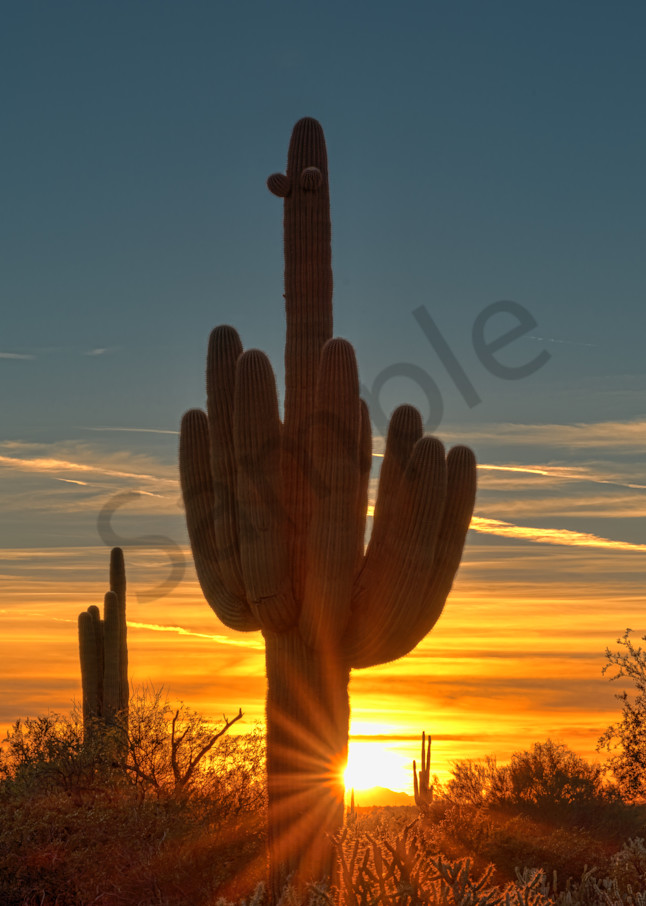 Sonora Saguaro Sunset
