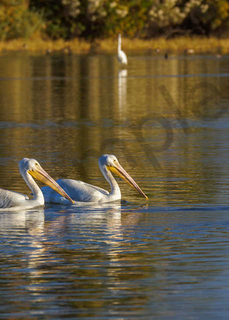 Snowbirds  White Pelicans