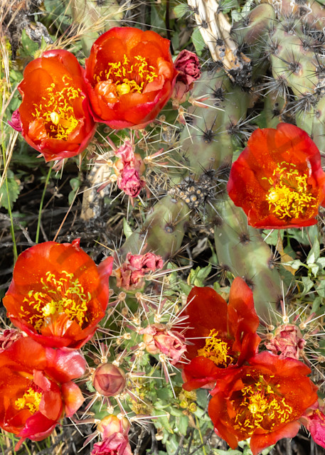 Red cholla cactus blossoms
