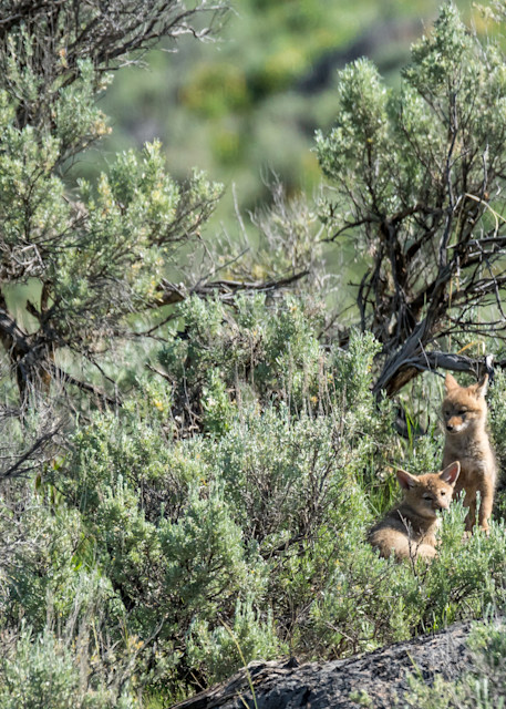 A pair of curious coyote cubs play outside their den