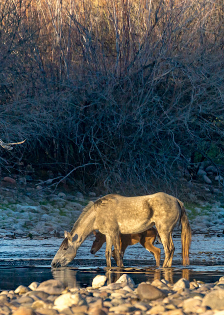 Wild Horses and Shore Birds at the Salt River
