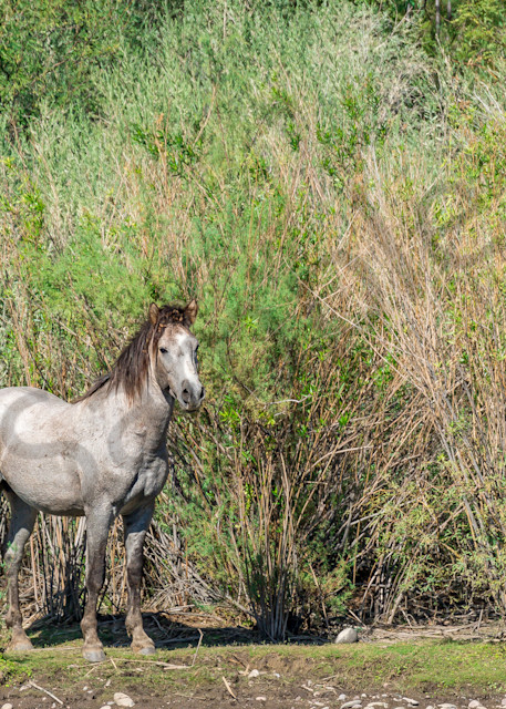 Lancelot grey roan Salt River stallion