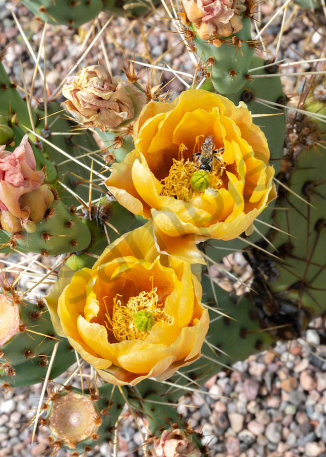 Prickly Pear Blossoms 02