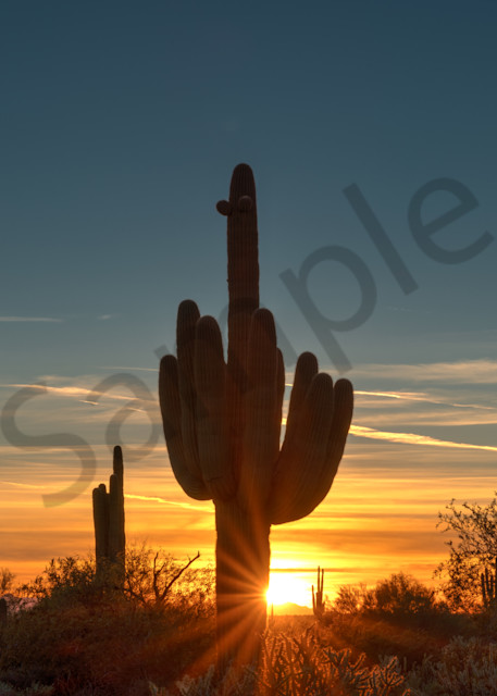 Saguaro Sunset Silhouette
