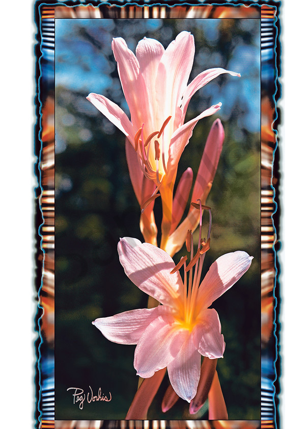 August Lilies Art | Cincy Artwork
