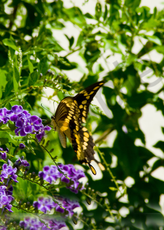 Butterfly On Butterfly Bush Photography Art | It's Your World - Enjoy!