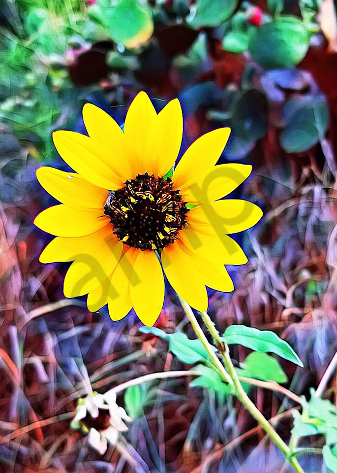 Little Sunflower Art | Color In Happy