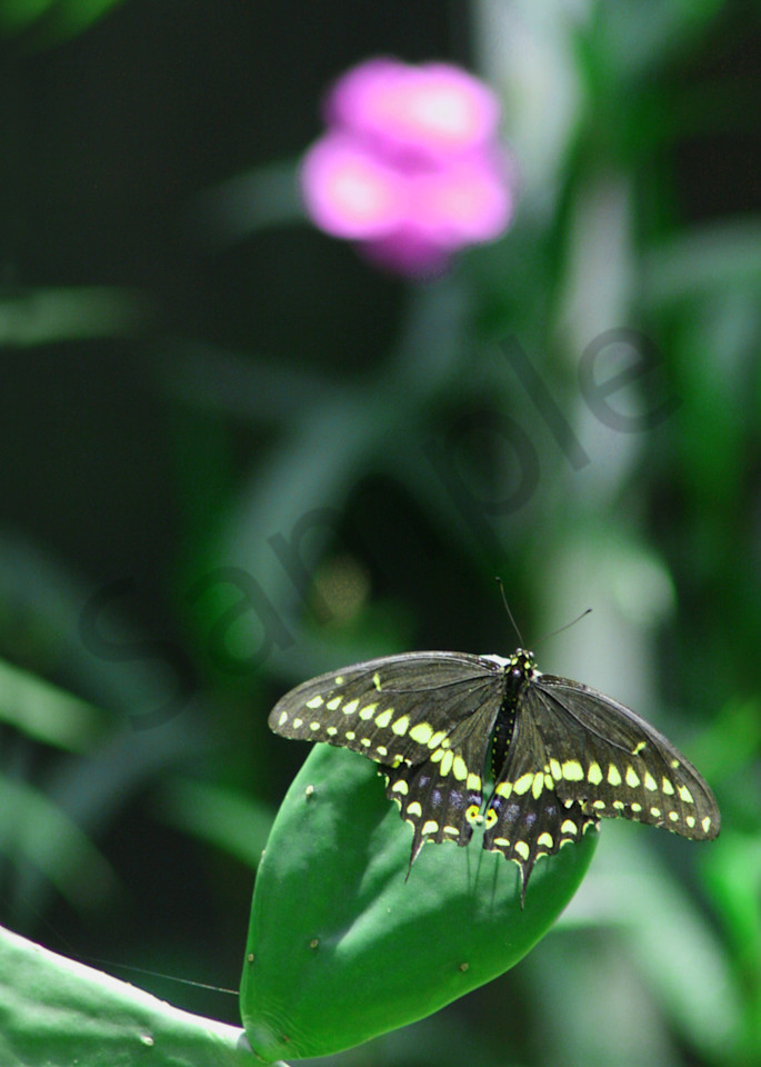 Black & Yellow Butterfly  Photography Art | It's Your World - Enjoy!