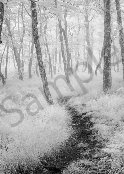 Rambling through Forest Fog II Photograph
