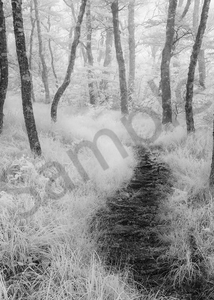Rambling through Forest Fog I Photograph