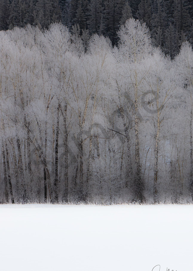 A photo of snowflakes cling to the trees in the woods of Colorado