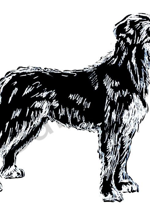 Irish Wolfhound White On Black 5x7 Art | Marie Stephens Art
