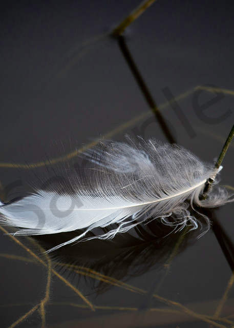 0873 Feather  Art | Cunningham Gallery