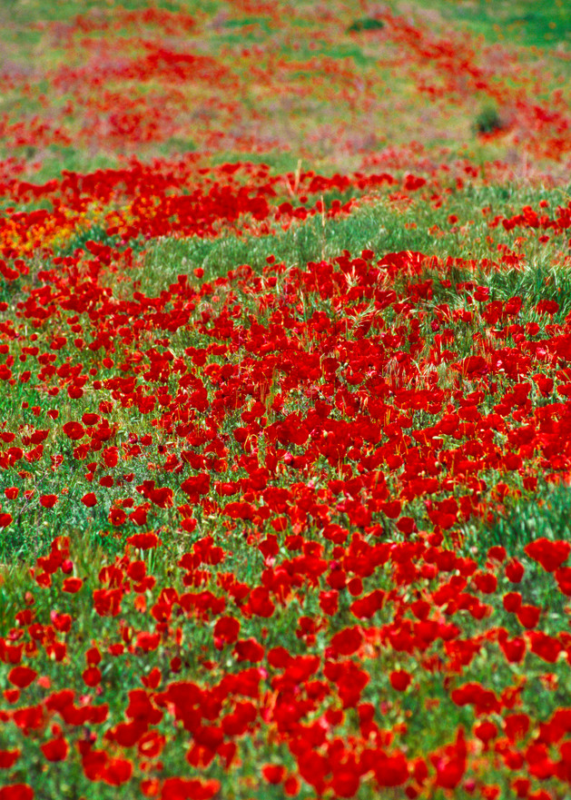 Poppies near Ordabasy in  southern Kazakhstan.
