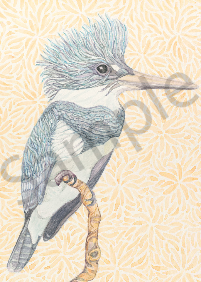 Belted Kingfisher watercolor by Judy Boyd