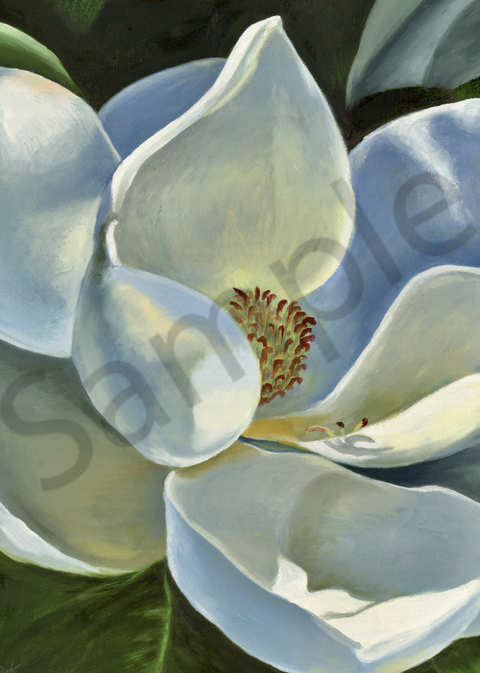 Revealing Beauty Print, Magnolia, Flower, White Flower, Blossom