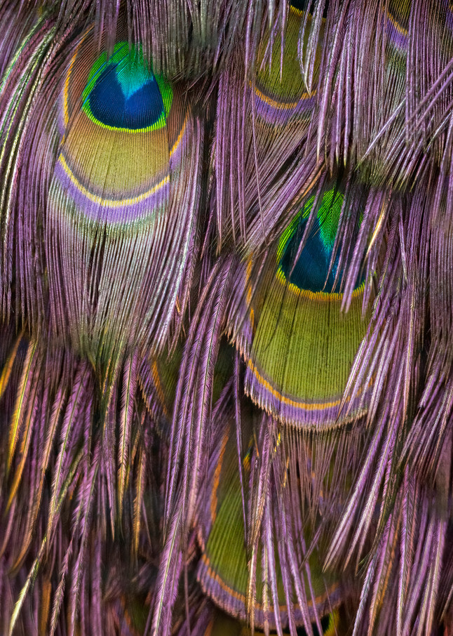 Feather Fringe Photograph