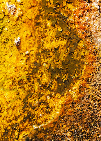 colorful-Bacteria|yellowstone-national-park