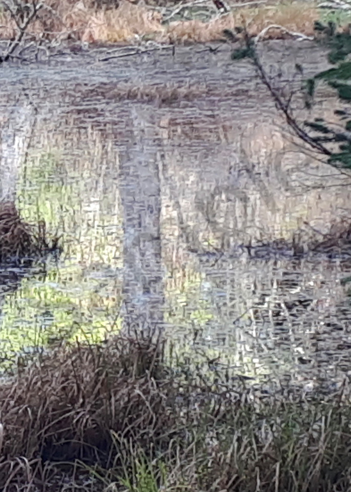 Seagirt Ponds Spring Shimmering Light Art | kathleenschmalzartist