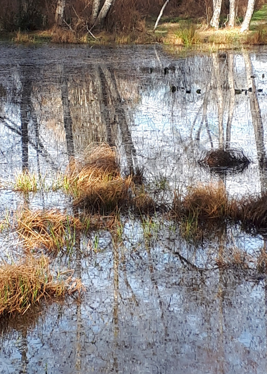 Seagirt Ponds Spring Reflected Alders Art | kathleenschmalzartist