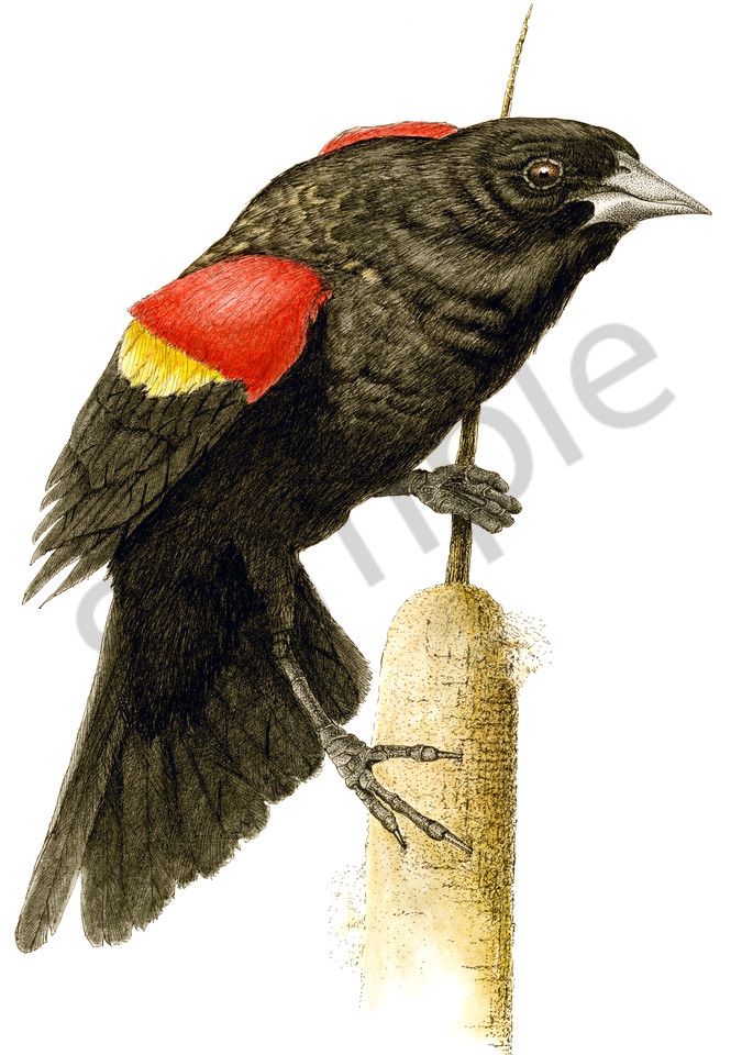 Red Winged Blackbird Art | Greg Lewallen