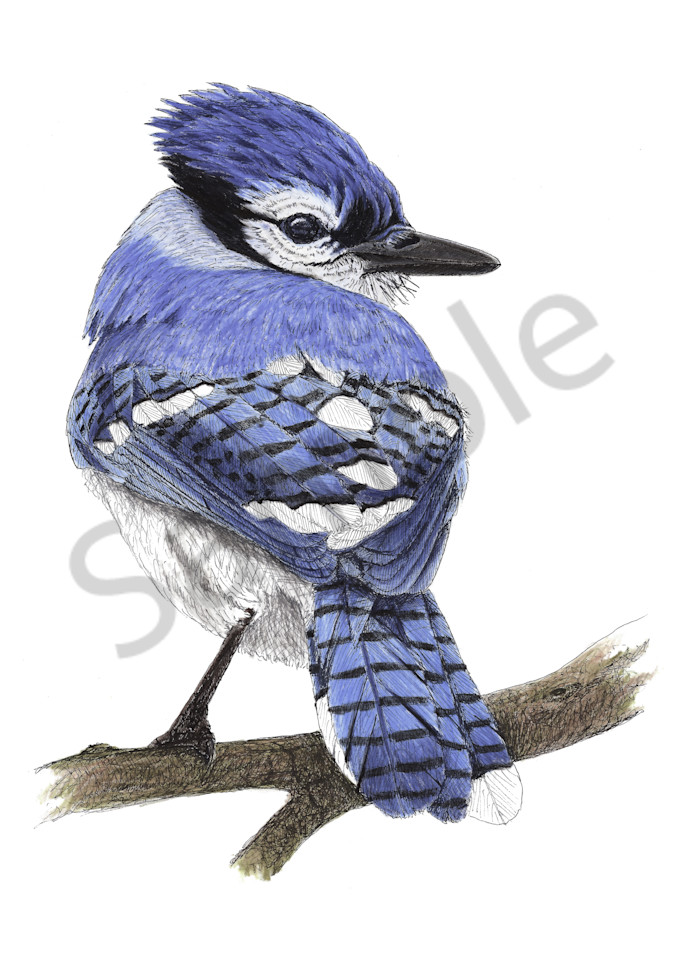 Blue Jay Art | Greg Lewallen