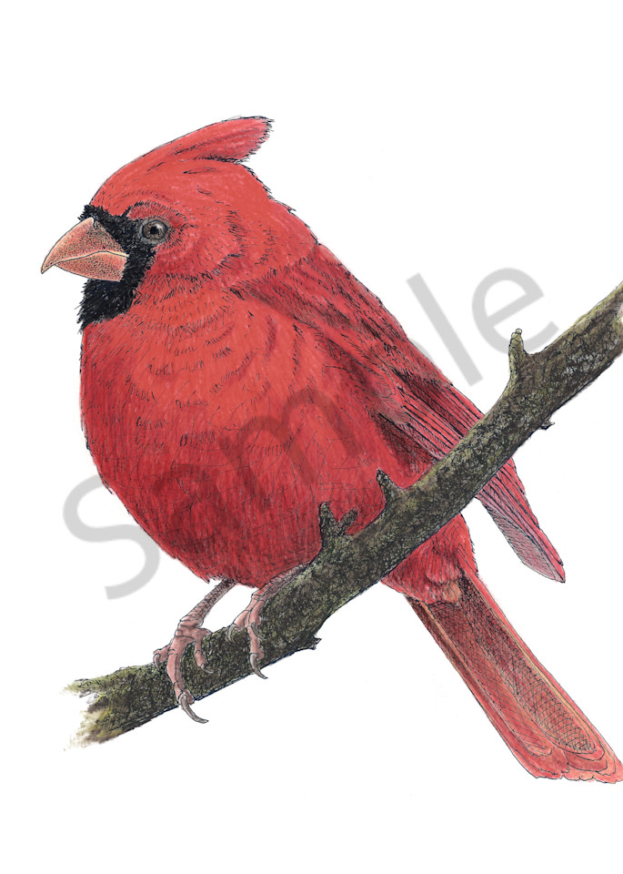 Male Cardinal On A Cold Day Art | Greg Lewallen