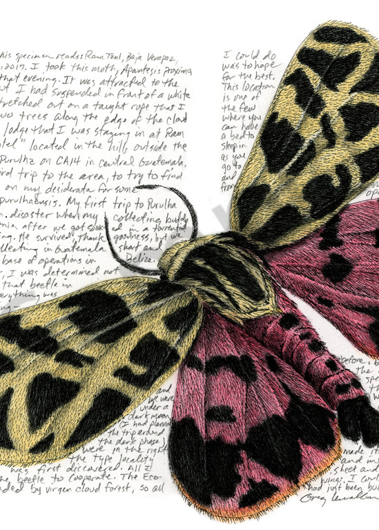 Tiger Moth - Apantesis proxima - Original Art and Limited Edition Prints