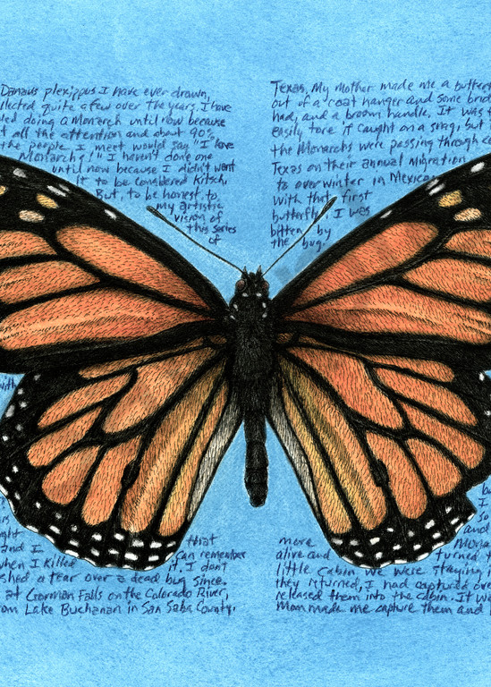 Monarch - Danaus plexippus - Original Art and Limited Edition Prints