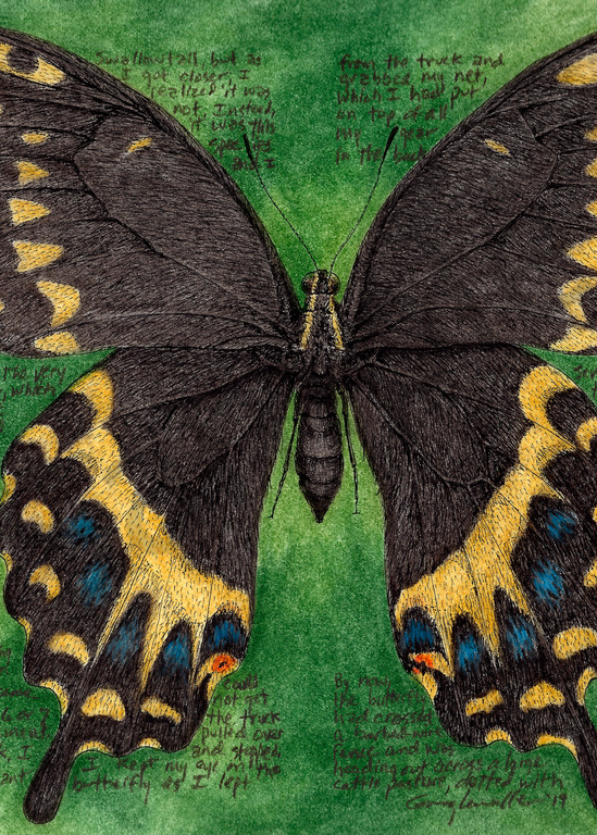 Swallowtail - Papilio palamedes - Original Art and Limited Edition Prints