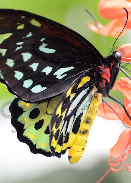 Gossamer-winged Butterfly