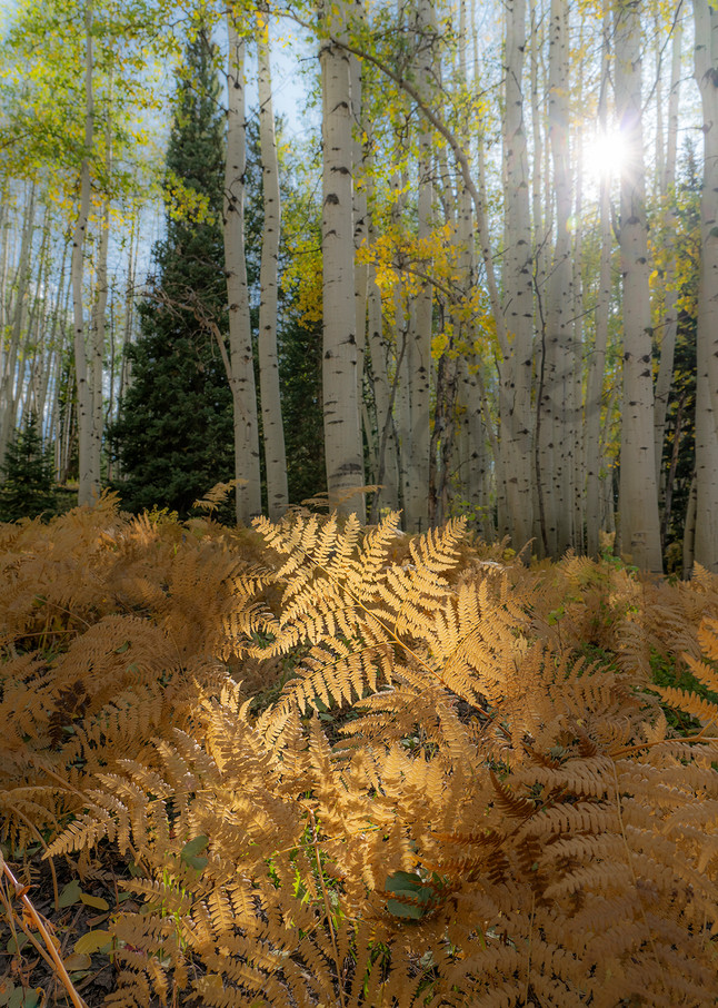 2772 Ferns And Aspen Art | Cunningham Gallery