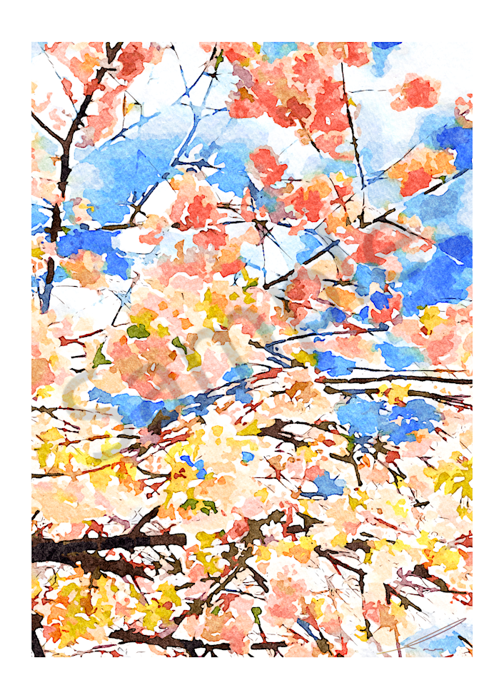 Cherry Blossom I Art | moorattitude