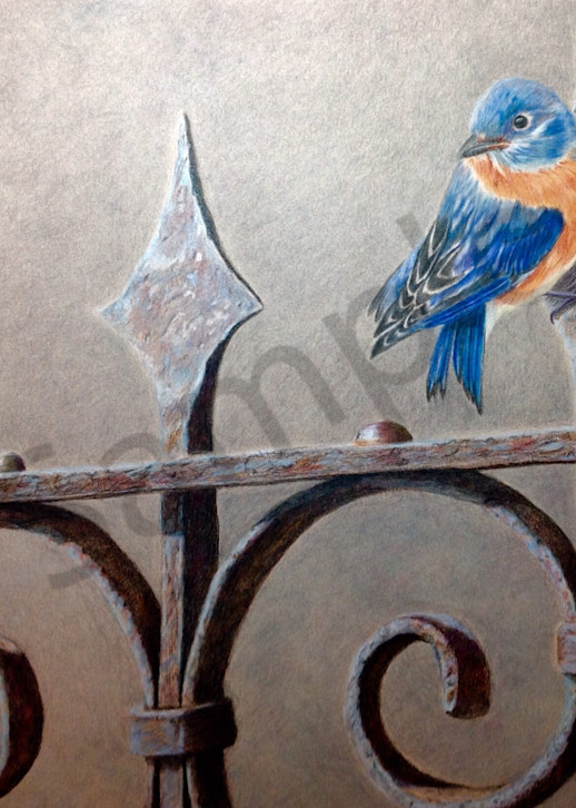 Bluebird On Fence Art | McAdamations