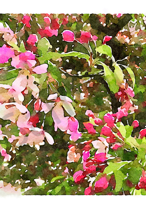 Island Cherry Blossom III