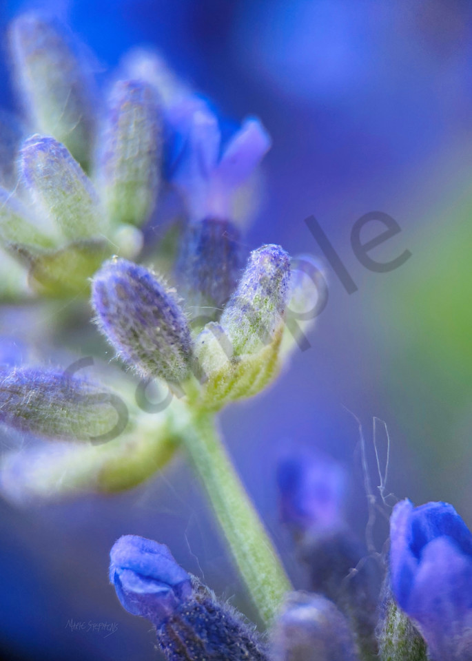 Explore the magic of Lavender as seen through my macro lens.