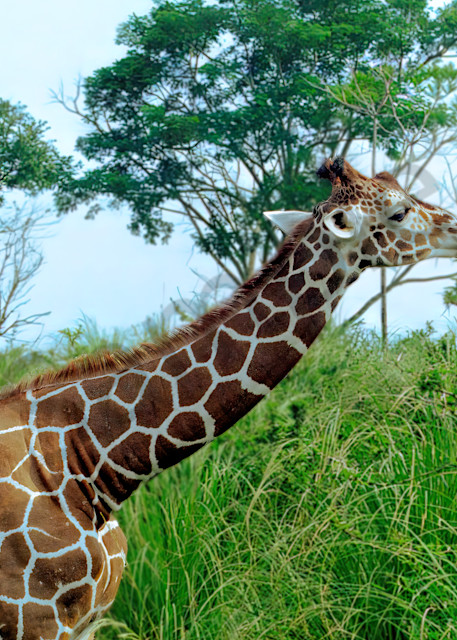 Giraffe in the Grasslands